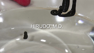 QUEENSNAKE Hirudo, M.D. - QS