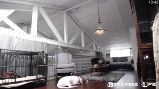 BondageLife 	Rachel Greyhound - Upstairs Floor Sweep