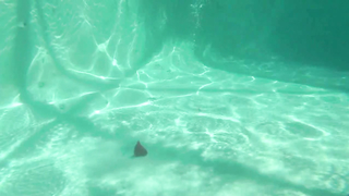 Lew Rubens Alpha Productions	Lexi Fetish Mermaid pt 2 The Fetch Game.mp4